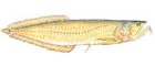 Aruanã