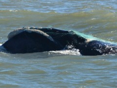baleia-franca-com -rede-de-pesca