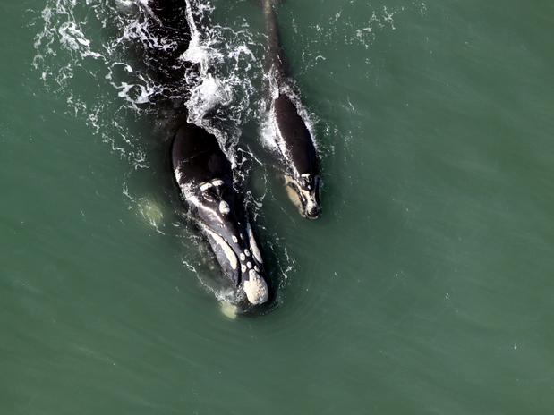 Projeto Baleia Franca localiza 40 animais no primeiro sobrevoo do ano em SC