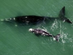 Baleia franca com o filhote em Santa Catarina