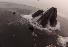 baleia-mergulhadores