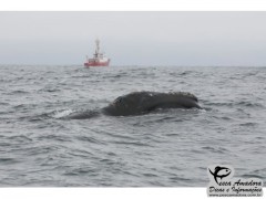 Baleia negra avistada pela primeira vez em mais de 60 anos