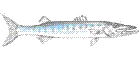 Barracuda