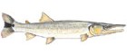 Bicuda