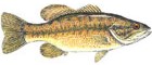 Black Bass