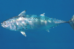 bonito
