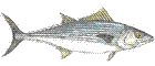 Bonito