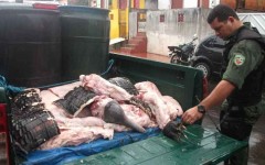 boto apreendido pelo batalhao ambiental do amazonas 2