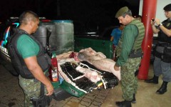 boto apreendido pelo batalhao ambiental do amazonas