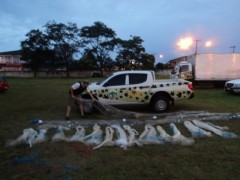 Mais de 35 tarrafas foram apreendidas durante a operação Mar Seguro (Foto: Divulgação Patram)