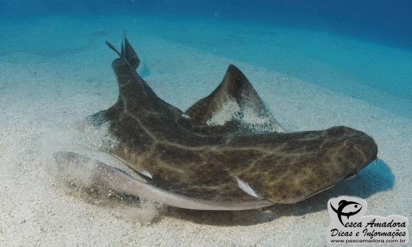 Pesca ilegal de cação-anjo resulta em multa de mais de R$ 1 milhão em Laguna-SC