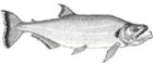 Cachorra