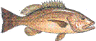 Caranha
