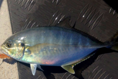 carapau