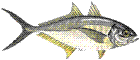 Carapau