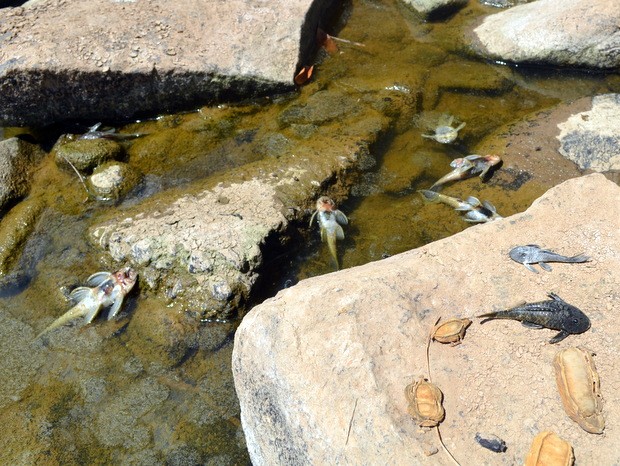 Peixes são achados mortos no Rio Piracicaba ‘seco’ e cheio de pedras