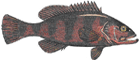 Cherne