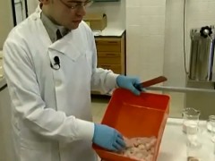 Cientista mostra o processo de fabricação da salsicha de peixe