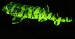 Cientistas identificam mais de 180 espécies de peixes fluorescentes (Foto Divulgação)