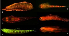 Cientistas identificam mais de 180 espécies de peixes fluorescentes (Foto Divulgação)