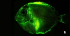 Cientistas identificam mais de 180 espécies de peixes fluorescentes (Foto Divulgação)