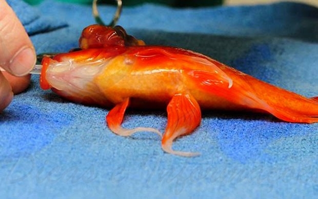 Veterinário retira tumor no cérebro de peixinho na Austrália
