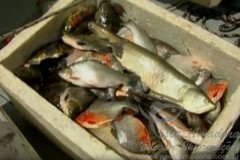 combate a pesca predatoria apreende redes e peixes no Para (Foto reproducao G1) 2