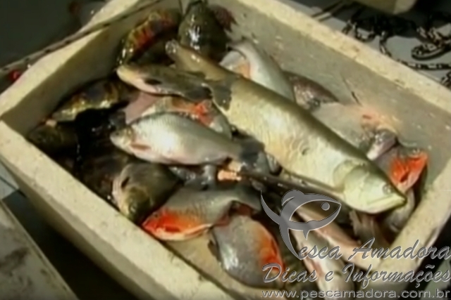 Ação de combate à pesca predatória apreende redes e peixes no Pará