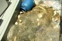 combate a pesca predatoria apreende redes e peixes no Para (Foto reproducao G1)