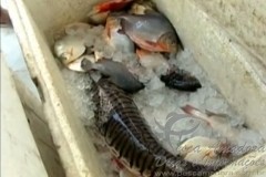 combate a pesca predatoria apreende redes e peixes no Para (Foto reproducao G1) 3