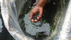 combate-trafico-ornamental-ibama-amazonas