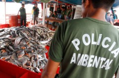 No período do defeso, várias espécies são protegidas da pesca, considerada crime ambiental – Alberto César Araújo