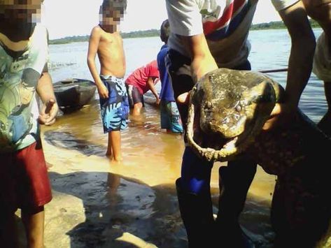 Rapaz diz que foto de sucuri em Barcelos (AM) é real