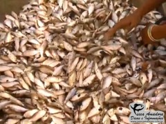 Corimbas ainda filhotes sendo vendidas em feira no nordeste (Foto: Imagens G1.com)