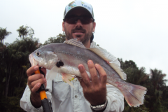 corvina