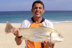 corvina-mar