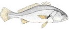 Corvina