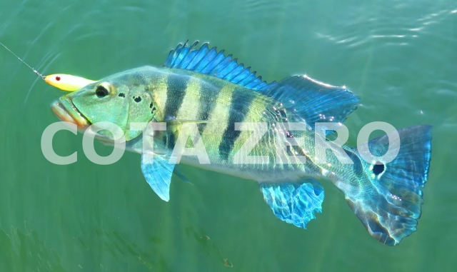 Governo de Goiás renova cota zero de pescado por mais seis anos