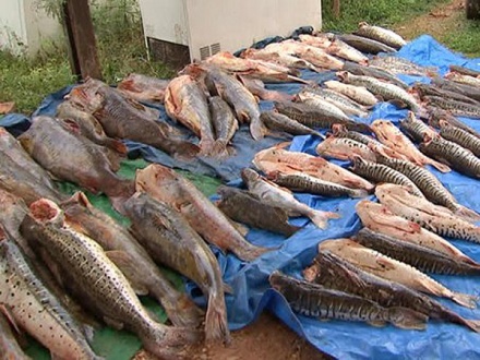 Cresce a apreensão por pesca ilegal no Mato Grosso