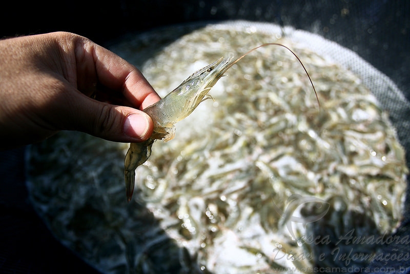Codevasf realiza primeira despesca de camarão produzido pelo Centro de Aquicultura e Pesca de Bebedouro