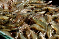 despesca de camarao realizado pela codevasf