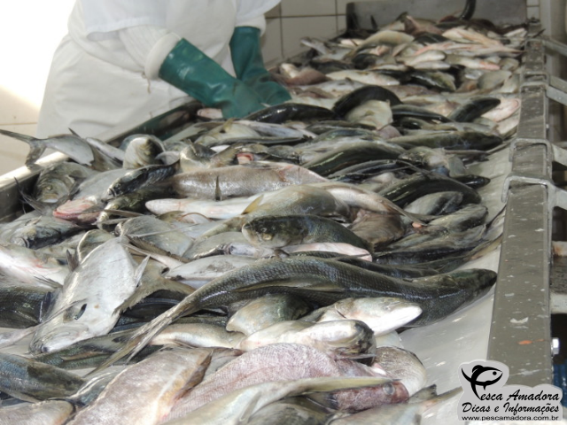 Três toneladas de pescado ilegal são doadas pelo Ibama em Santa Catarina