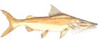 Dourada