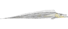 Peixe Espada