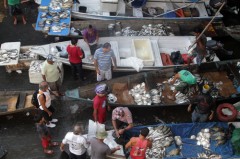 feira de peixes no amazonas