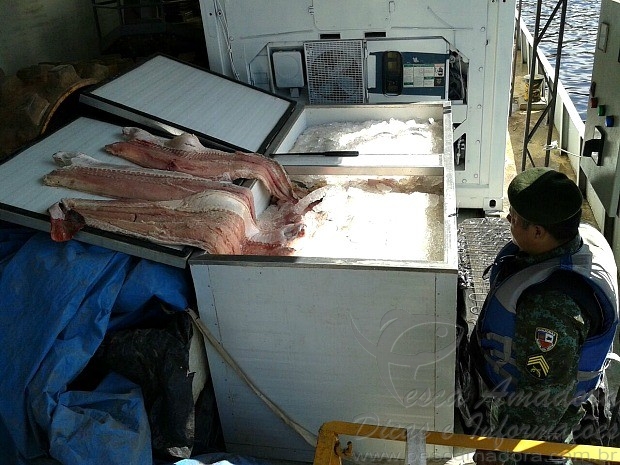 Fiscalização apreende mais de 2t de pirarucu em porto de Manaus