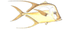 Peixe Galo