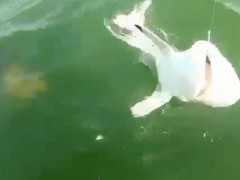 garoupa ataca tubarao