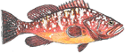 Garoupa