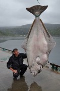 halibut de  234 quilos fisgado na noruega pode ser  recorde